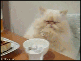 Table_cat_door