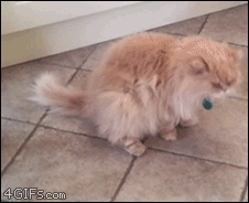 Ham-face-cat