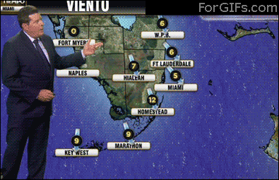Cat-videobombs-news-weather-report