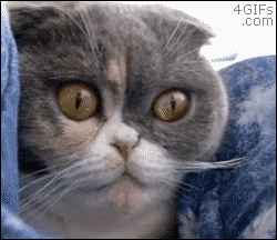 Cat-eyes-dilate