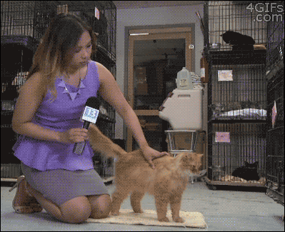 Cat-snubs-reporter