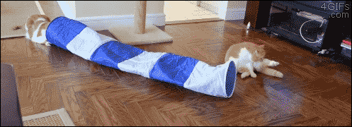 Tube-cat-ears-back