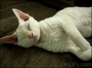 Cat-belly-rub-hugs