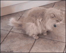 Ham-overload