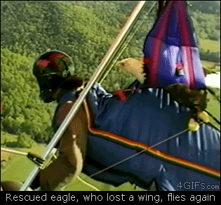 Bald-eagle-hang-gliding