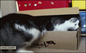 Cat-hides-in-box