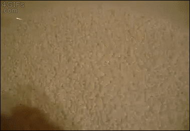 Cat-swimming-foam