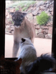 House-cat-mountain-lion-glass-door